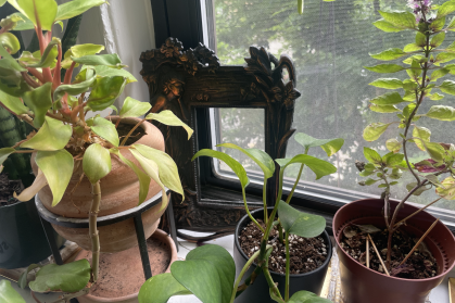 A picture frame surrounded by pothos and basil plants.